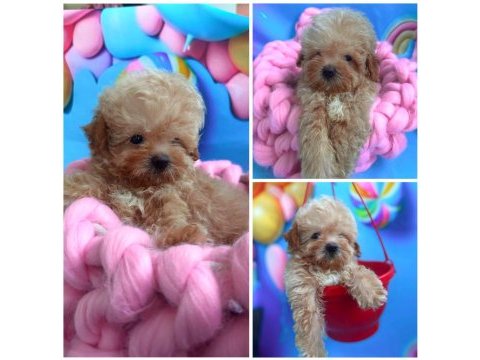 Maltipoo f2 f1 doğru jenerasyon tüy dökmez orjinal