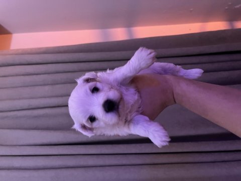 Maltese terrier köpeğimiz