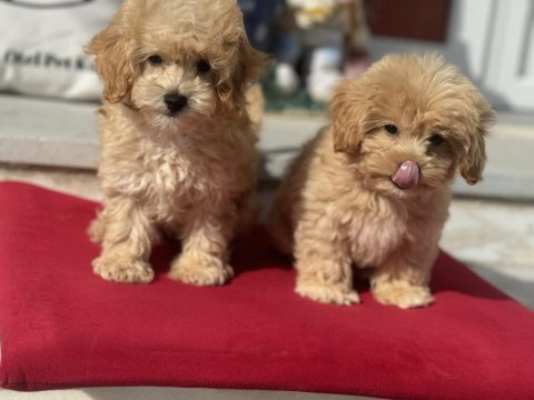 Ankarada yasal çiftlikde ziyarete açık maltipoo