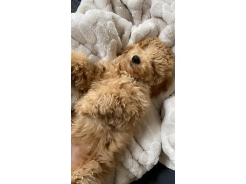 3 aylık akıllı poodle yavrumuz
