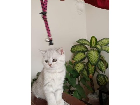 Full şecereli babadan british shorthair bayram şekeri