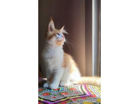 Dernek kayıtlı eksiksiz safkan şecereli maine coon