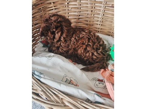 Toy poodle red brown