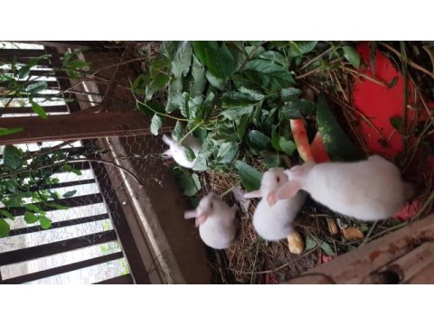 9 tane yavru tavşan aslan baş var karışık cins