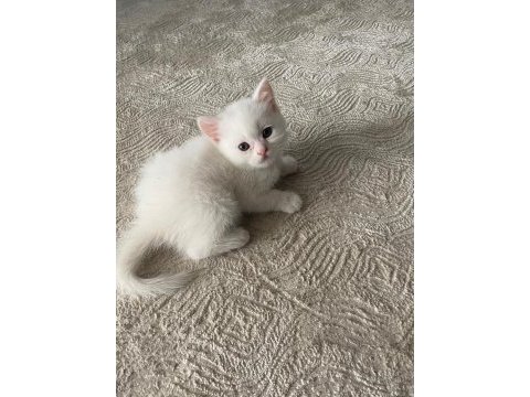2 aylık british shorthair beyaz