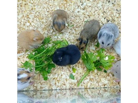 Hamster suriye gonzales