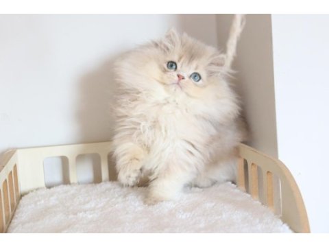 Safkan ay11 pofuduk british longhair