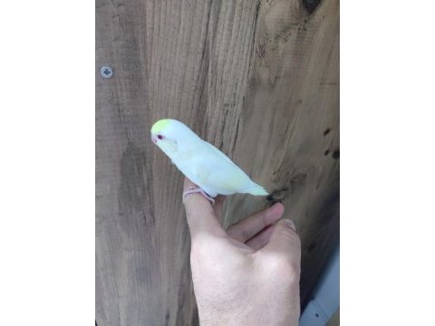 El besleme veya yeni yeme düşmüş kuşlar
