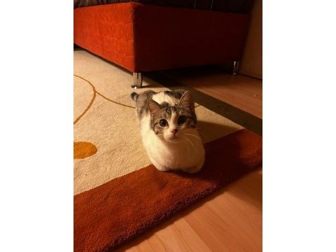 Geçici yuva arıyoruz kedimize