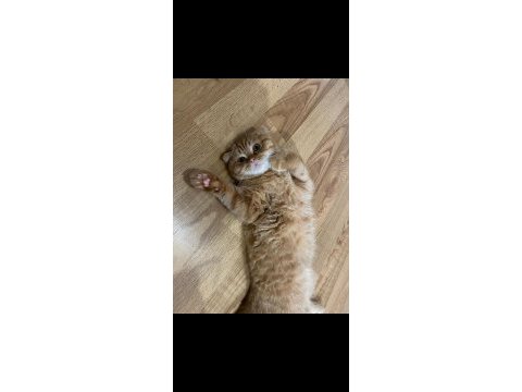 Scottish fold oğlumun çiftleşmesi için dişi arıyorum