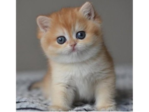 Efsane golden ny12 british shorthair