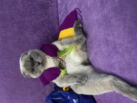 8 aylık aşıları tam mavi gözlü scottish fold erkek
