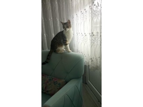 Ücretsiz sahiplendirme tekir