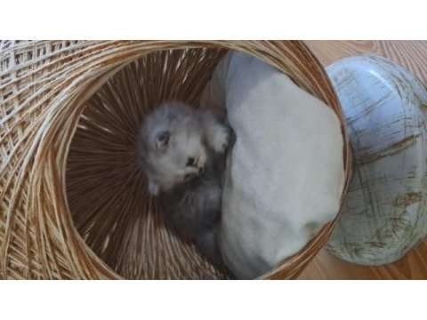British longhair erkek