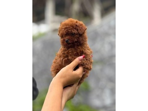 Toy poodle yavrular