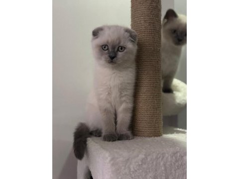 2 aylık scottish fold bluepoint shorthair yavrular