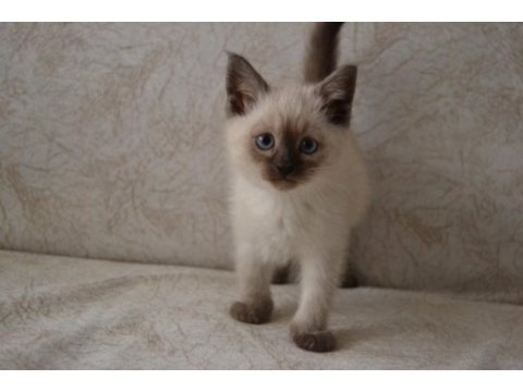 Blue point british shorthair kardeşler