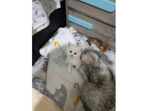 Scottish fold ve scottish straight kedisi