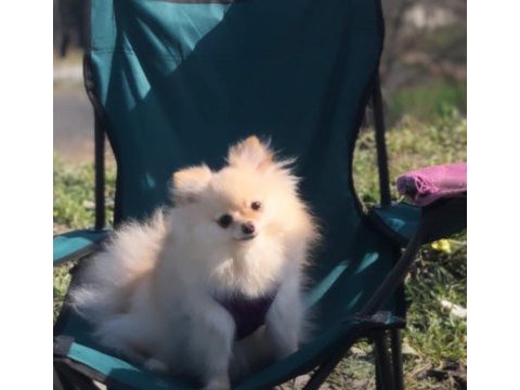 Çok akıllı pomeranian kızımızı sahiplendirmek durumundayız