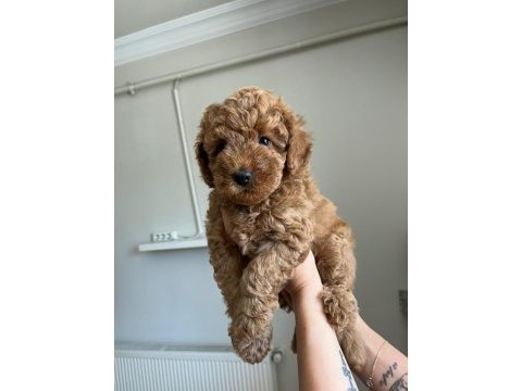 Toy poodle köpeğimizi sahiplendirme