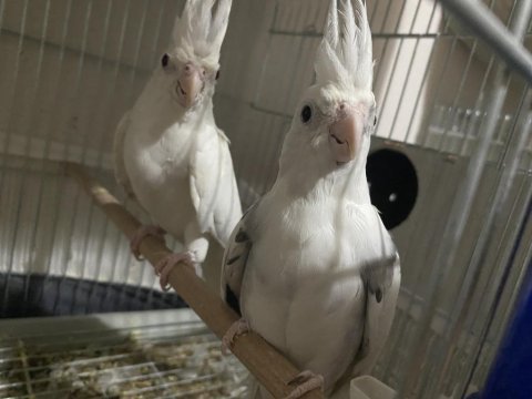 Sezon sonu sultan papağanı damızlıklar mevcut