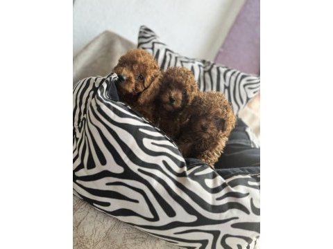 Kg garantili toy poodle yavrularım