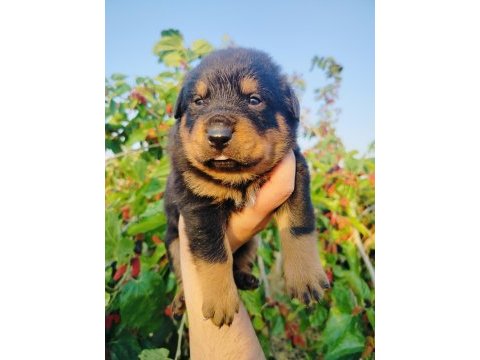 Koca kafa küt burun rottweiler yavruları