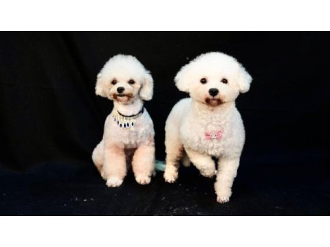 3,5 aylık erkek bichon frise