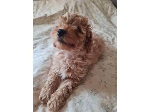 Apricot renk poodle