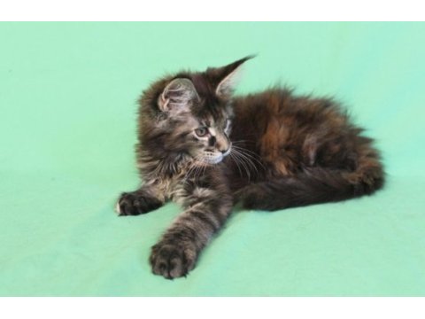Maine coon black tabby dişi