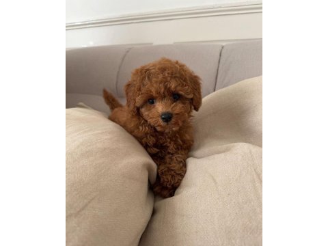 Toy poodle bebekler 
