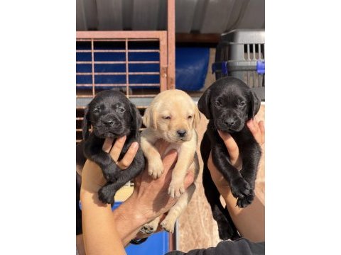 Labrador bebeklerimiz