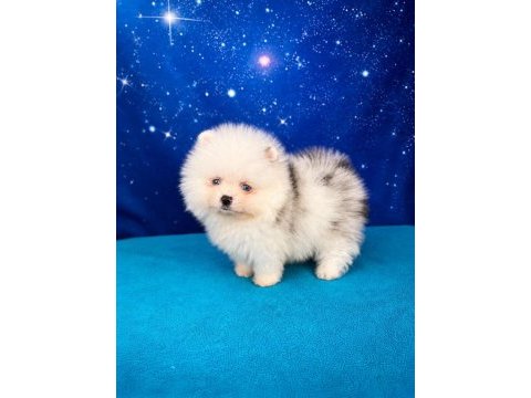 Pomeranian beyaz merle mavi gözlü