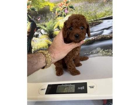 Çok tatlı orijinal toy poodle yavrusu
