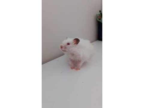 Hamster coco yeni yuvasını arıyor (eşyalarıyla birlikte)
