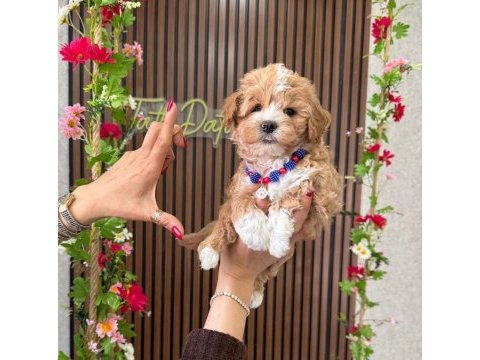 Maltipoo yavru
