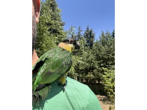 Evcil kayık papağanı kafesi ile birlikte