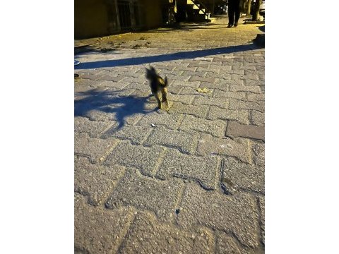 Terk edilmiş yavru kediye yuva acil