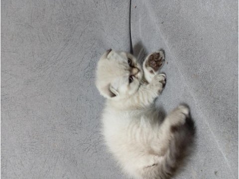Scottish fold yavrusu