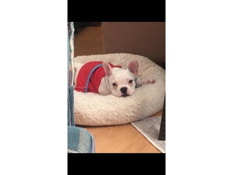 5.5 aylık french bulldog