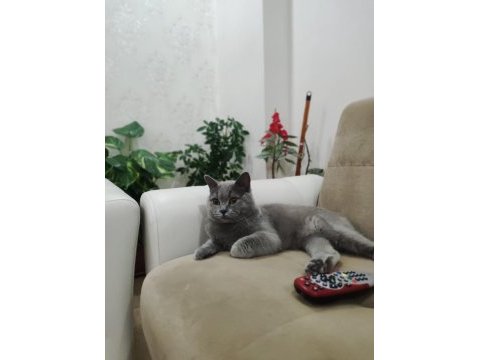 British shorthair