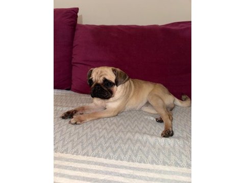Uyguna safkan a+ kalite pug mops şu an kızanda
