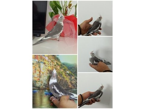 50 günlük uysal ev üretimi wf sultan papağanı