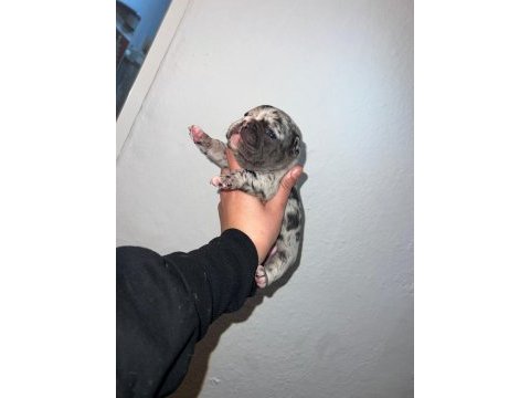 Egzotik ve standart fransız bulldog