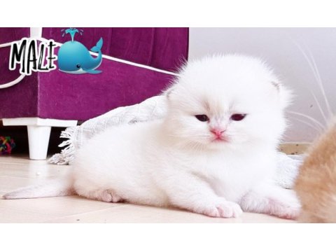 Ns11 dişi yavru british longhair