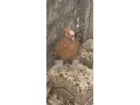 Buhara macar jumbo kızma güvercin