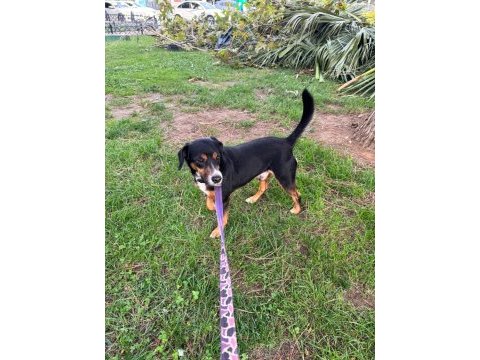 7 yaşında köpekler
