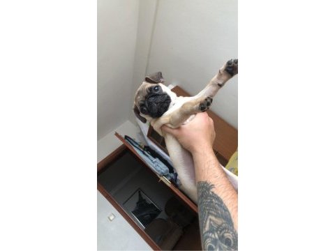Türünün en hareketlisi pug köpeğimiz