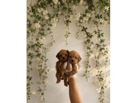 Teacup gerçek kore maltipoo