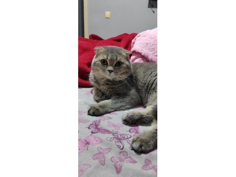 1 yaşında scottish fold açıklama okuyunuz